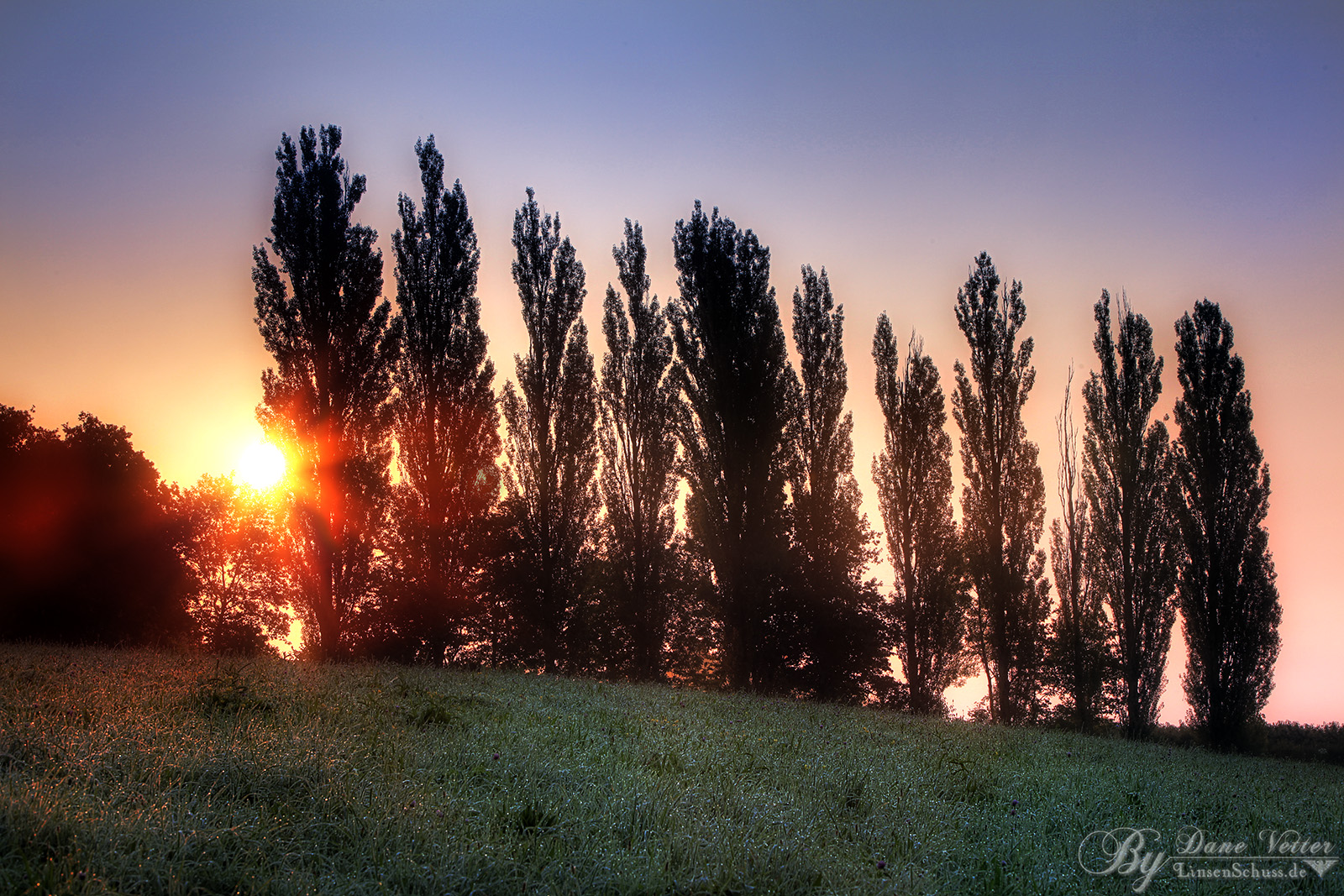 Die morgendliche Baumreihe